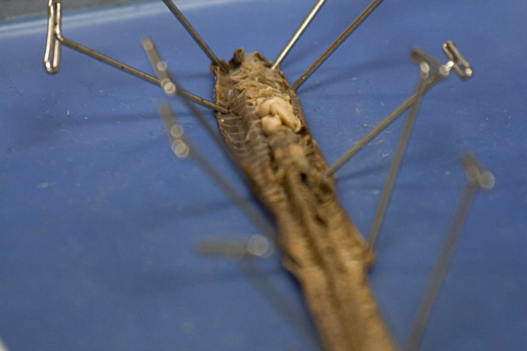 Anatomy Lab Rat Academy