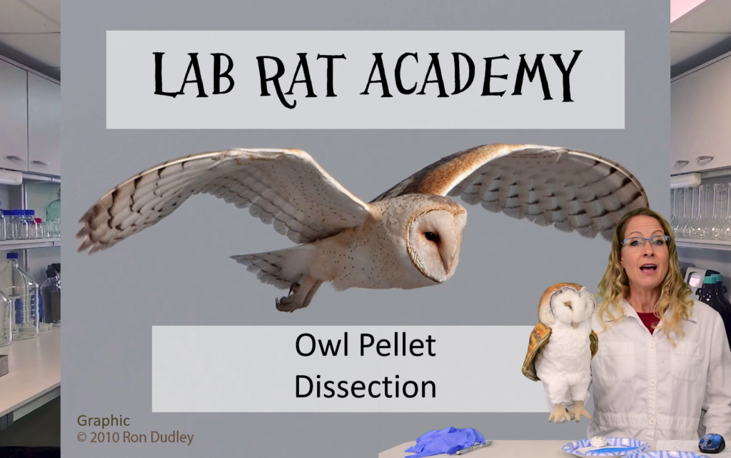 Labs – Lab Rat Academy