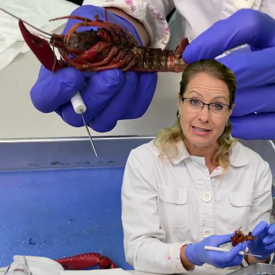 Introduction to Biology | Dissection Activities by Lab Rat Academy