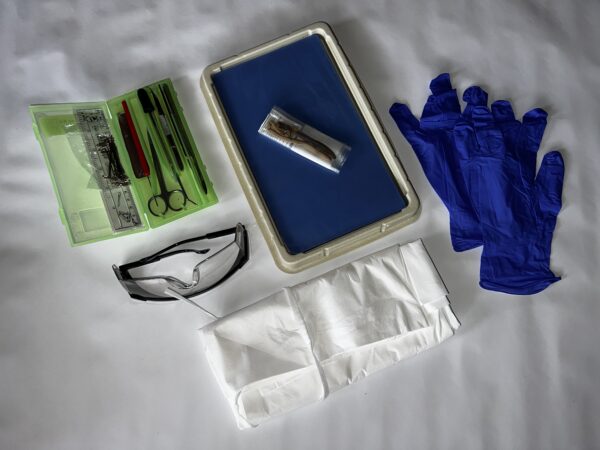 Ultimate Earthworm Dissection with Single Student Kit