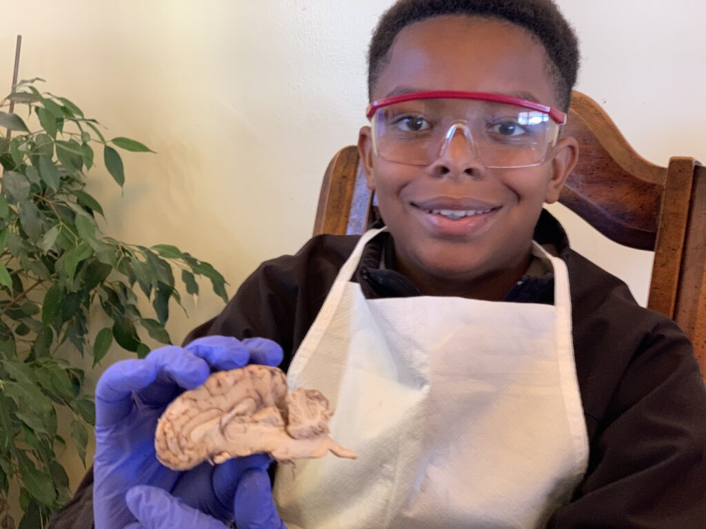 Boy dissecting brain
