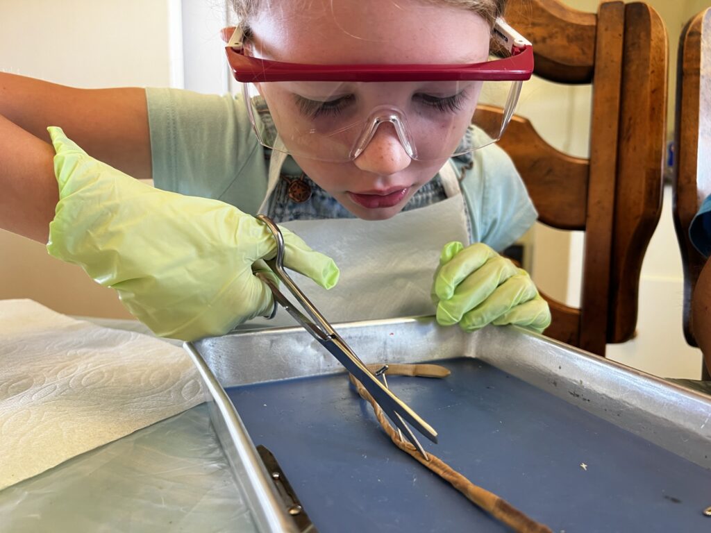 Girl dissecting worm