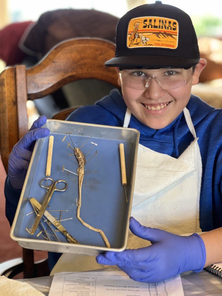 Homeschool boy dissecting worm