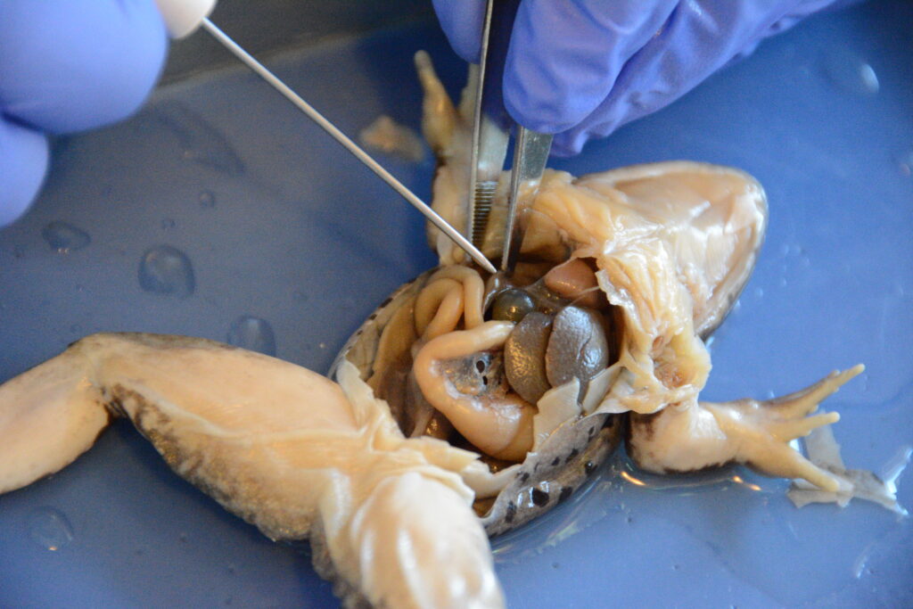Preserved frog dissection specimen
